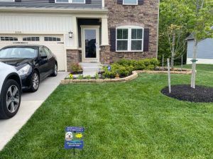 A lawn that is now healthy and green thanks to the help of Organic Lawns.