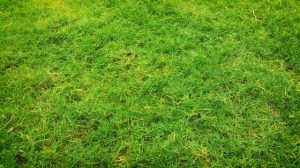 A lawn with brown patches and dollar spots caused by fungal diseases.