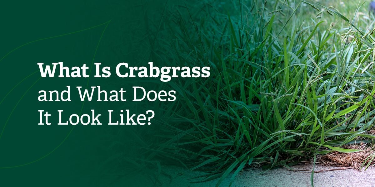 What is crabgrass and what does it look like?