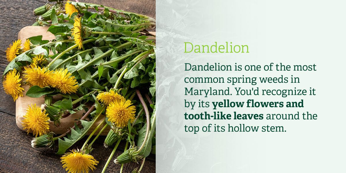 Dandelion is one of the most common spring weeds in Maryland. You'd recognize it by its yellow flowers and tooth-like leaves around the top of its hollow stem.