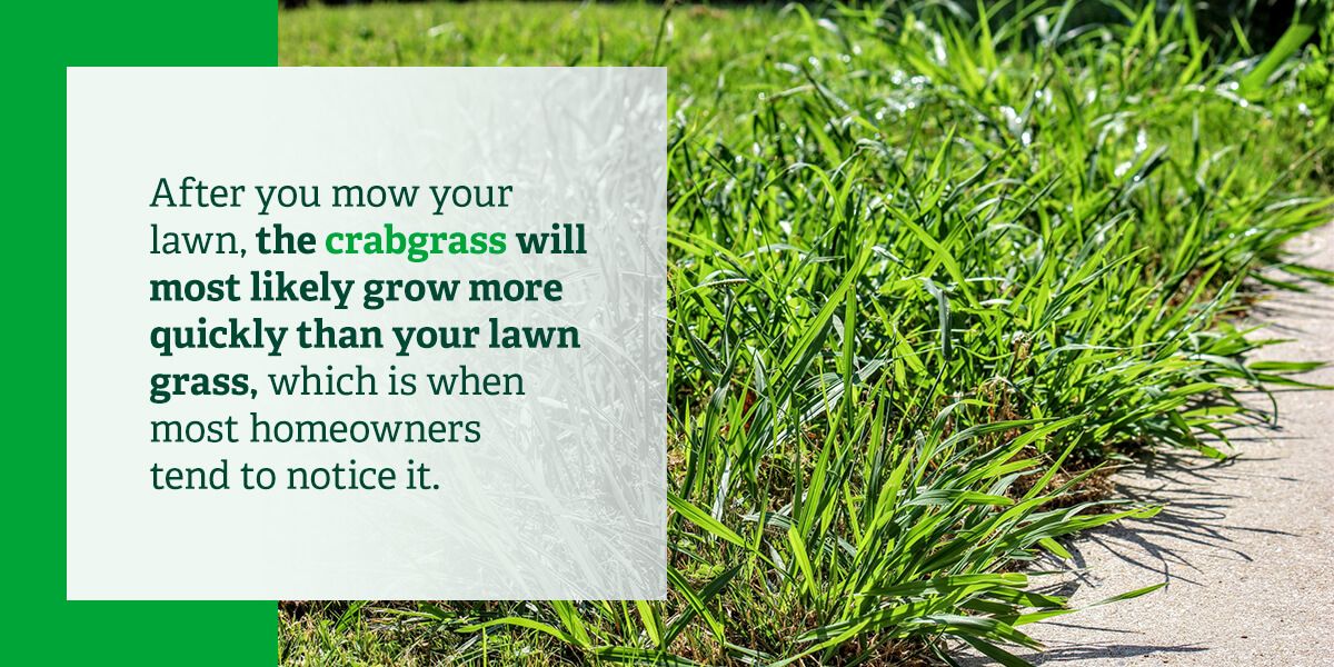 How to Identify and Treat Crabgrass