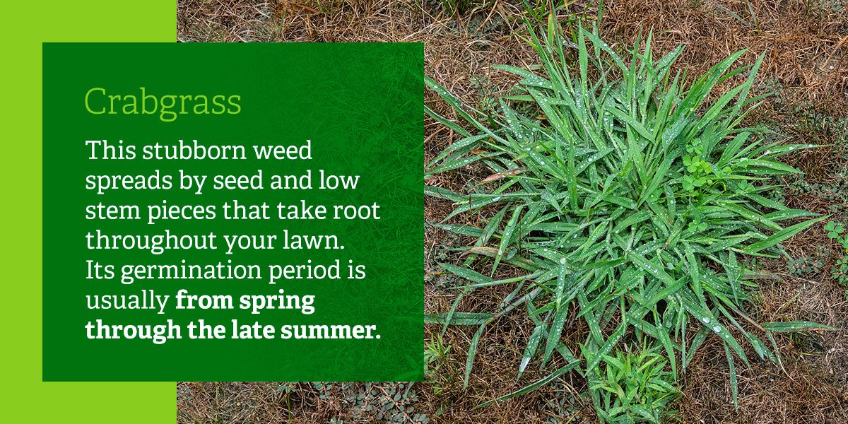 Common Weeds in Maryland  Weed Identification and Management