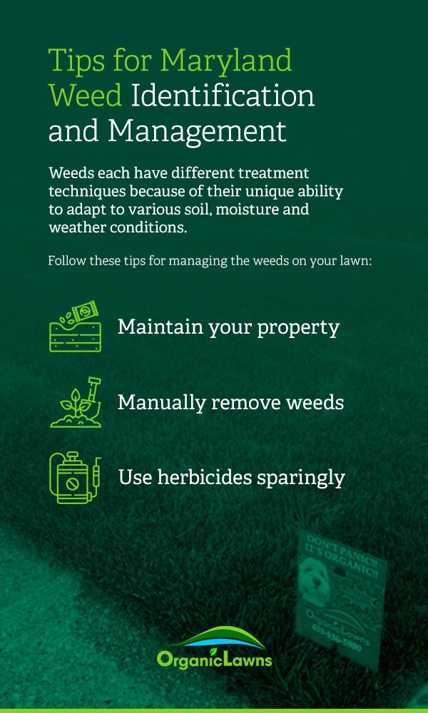 Tips for Maryland weed management: maintain your property, manually remove weeds, use herbicides sparingly.