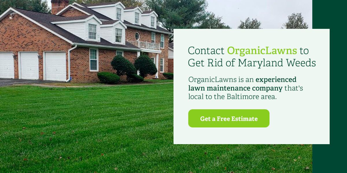 Contact Organic Lawns to get rid of Maryland weeds.