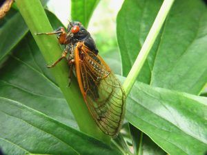 A cicada perched on a plant stem.