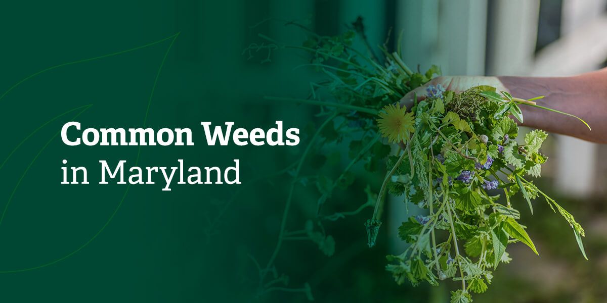 Common Weeds in Maryland  Weed Identification and Management