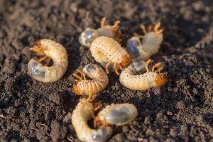 Several grubs on-top of soil.