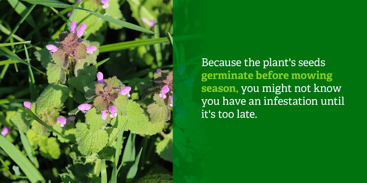 Because the plant's seeds germinate before mowing season, you might not know you have an infestation until it's too late.