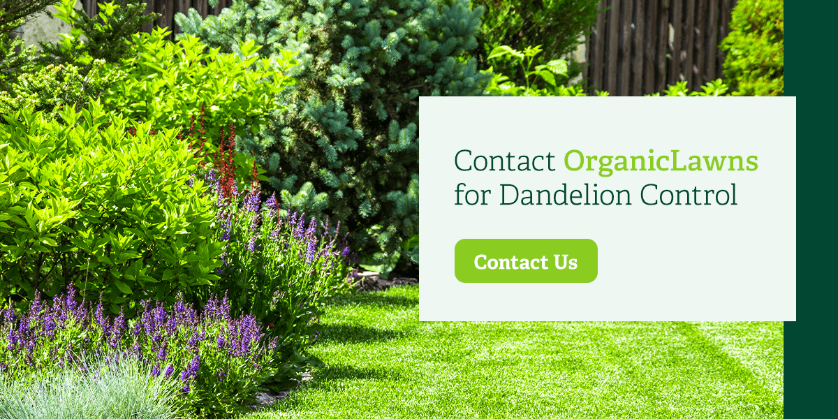 Contact Organic Lawns for dandelion control.