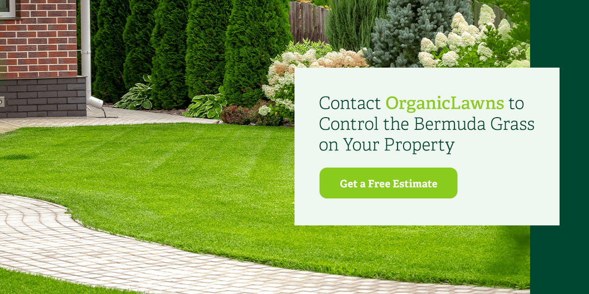 Contact Organic Lawns to control the Bermuda grass on your property.