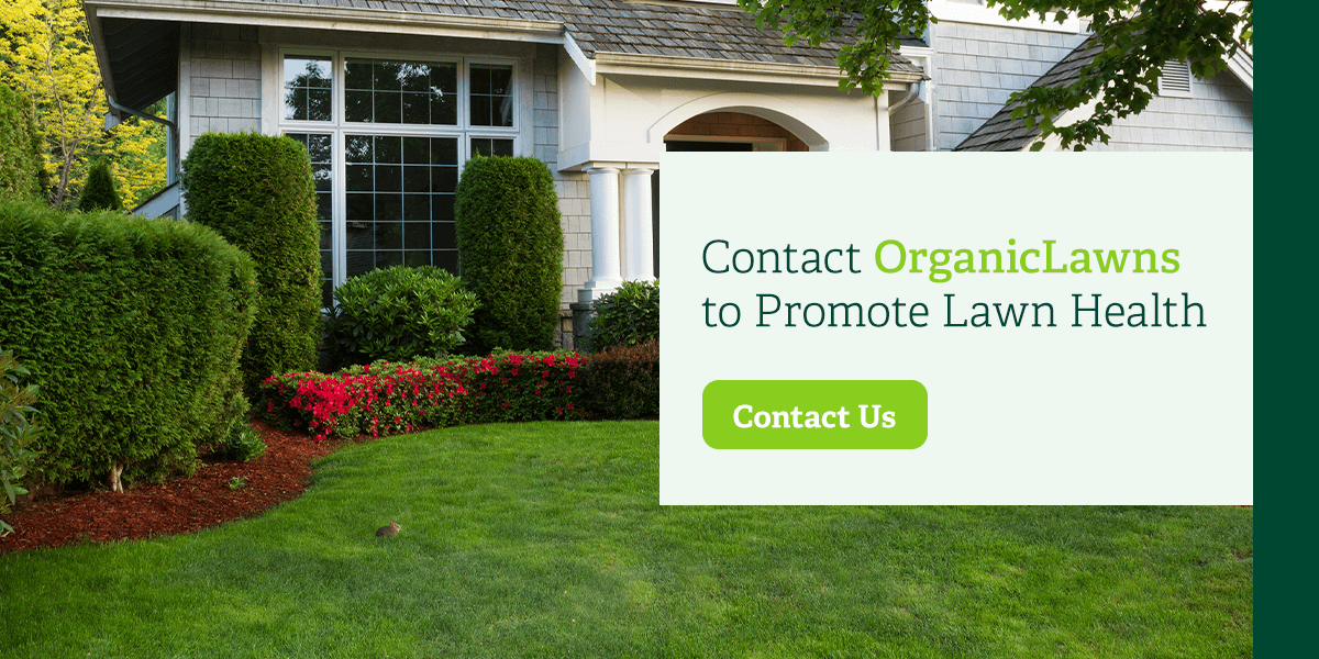 Contact Organic Lawns to promote lawn health.