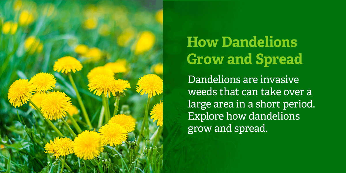 How dandelions grow and spread.