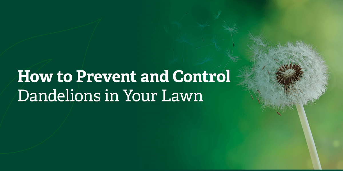 How to prevent and control dandelions in your lawn.