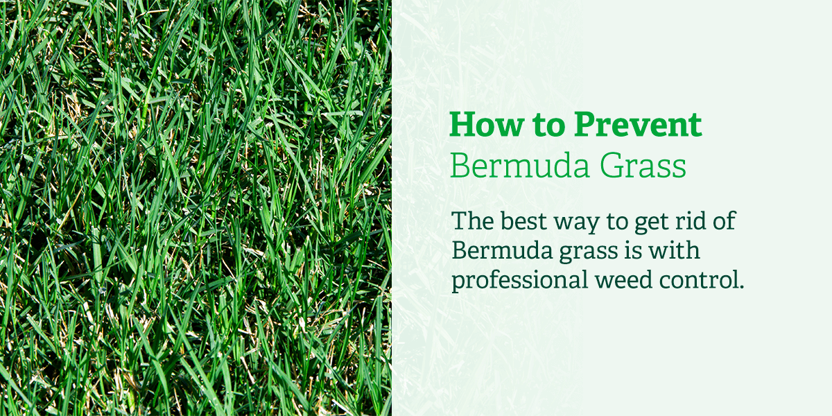 What Is Bermuda Grass and What Does it Look Like? - Organic Lawns