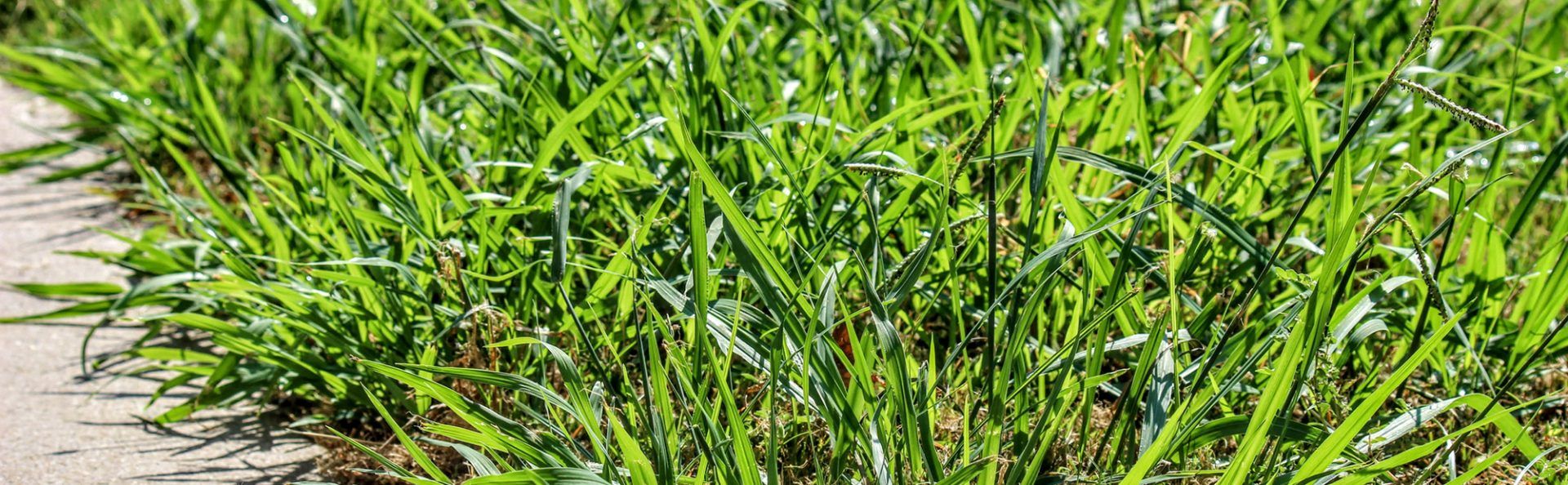 What Is Bermuda Grass and What Does it Look Like? - Organic Lawns