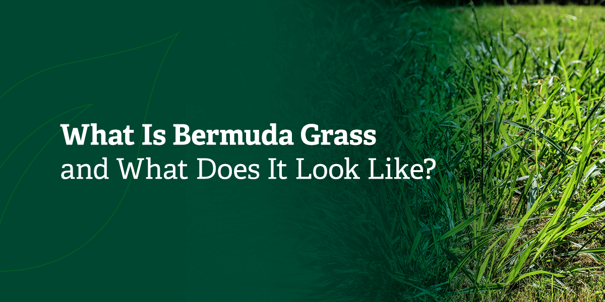 What is Bermuda grass and what does it look like?