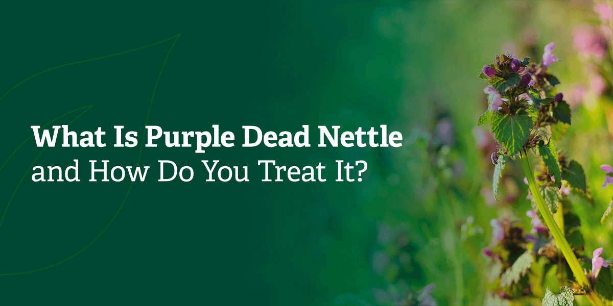 What is Purple Dead Nettle and how do you treat it?