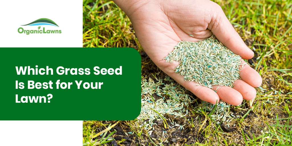 Which Grass Seed is Best For Your Lawn? - Organic Lawns