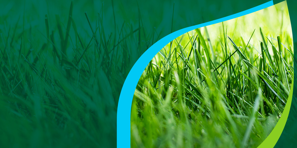 a close up of green grass with a blue border